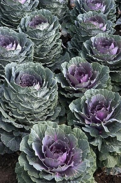 Group of ornamental cabbage - used quite impressively in garden parterres. September Loire, France