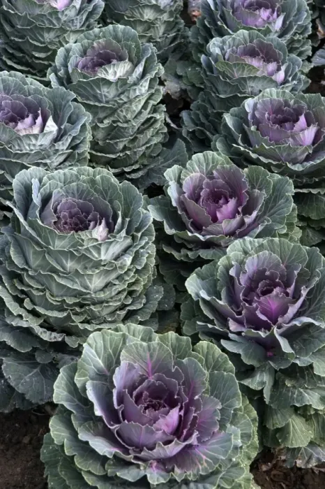 Framed Print : Group of ornamental cabbage - used quite impressively in garden parterres. September Loire, France Framed Print : Group of ornamental cabbage - used quite impressively in garden parterres. September Loire, France