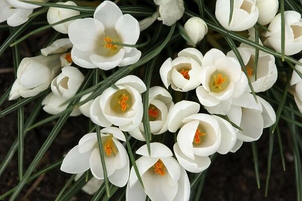 Group of white crocuses with golden stigmas. A long established garden hybrid that is frost hardy down to -20 degrees C. Kent garden - UK - March