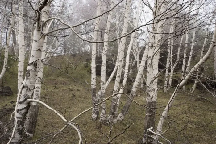 Framed Print : Grove of Mt. Etna birches (Betula aetnensis) on Mt. Etna, Sicily Framed Print : Grove of Mt. Etna birches (Betula aetnensis) on Mt. Etna, Sicily