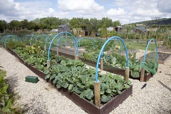 Growing vegetables in raised beds on community allotments - Bishops Cleeve - Cheltenham - UK