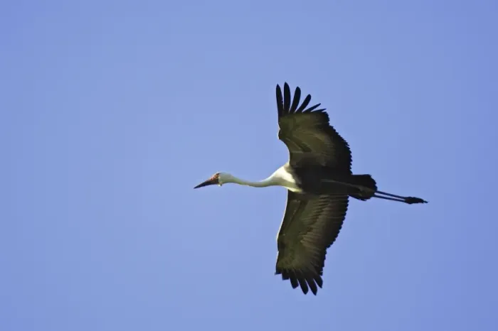 Framed Print : grue caronculee. Wattled Crane Grus carunculatus Framed Print : grue caronculee. Wattled Crane Grus carunculatus