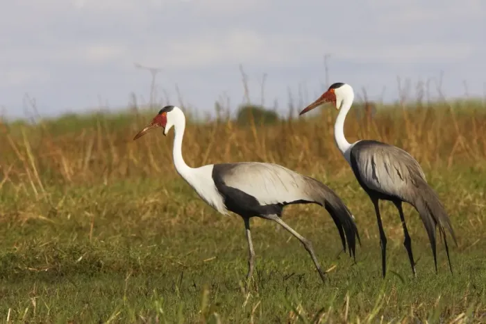 Framed Print : grue caronculee. Wattled Crane Grus carunculatus Framed Print : grue caronculee. Wattled Crane Grus carunculatus