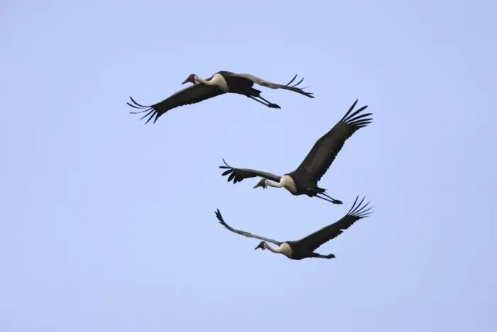 Framed Print : grue caronculee. Wattled Crane Grus carunculatus Framed Print : grue caronculee. Wattled Crane Grus carunculatus