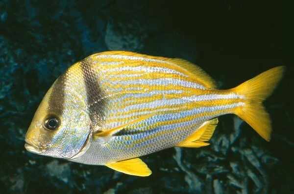 Grunt  /  Porkfish KEL 5 Bermuda, Florida & Bahamas. Anisotremus virginicus © Ken Lucas  /  ARDEA LONDON