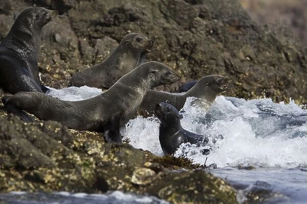 Guadalupe Fur Seal - Isla San Benito, Baja California, Mexico