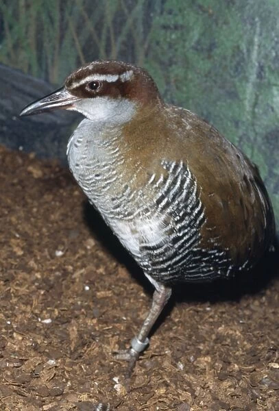 Guam Rail Bird - extinct in the wild Island of Guam Micronesia