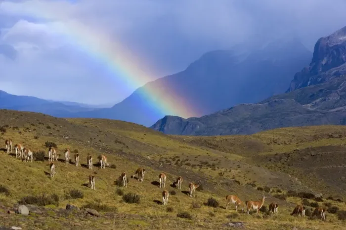 Framed Print : Guanaco - big herd grazing on grassy slopes under a rainbow in front of Cuernos del Paine massif - Torres del Paine National Park - Patagonia - Chile - South America Framed Print : Guanaco - big herd grazing on grassy slopes under a rainbow in front of Cuernos del Paine massif - Torres del Paine National Park - Patagonia - Chile - South America