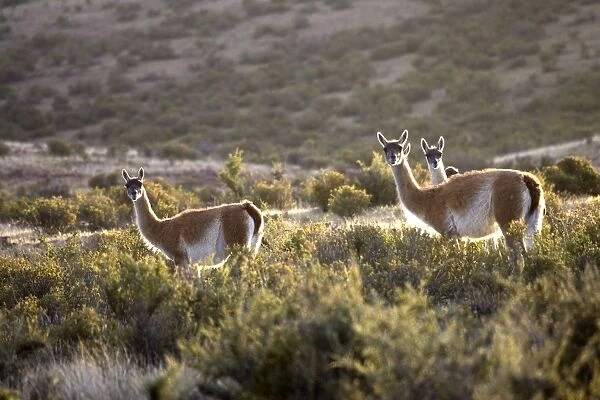 Guanaco - group, backlit South America. Photographed on the coast of Patagonia in Cabo dos Bahias Provincial Reserve, Province of Chubut, Argentina