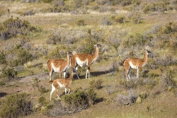 Guanaco - group South America. Photographed on the coast of Patagonia in Cabo dos Bahias Provincial Reserve, Province of Chubut, Argentina