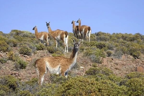 Guanaco - group South America. Photographed on the coast of Patagonia in Cabo dos Bahias Provincial Reserve, Province of Chubut, Argentina
