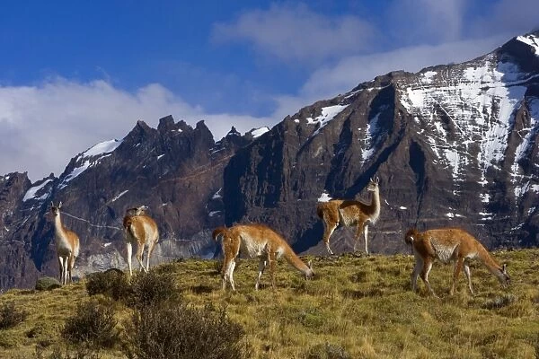 Guanaco - herd of adults grazing on grassy slopes in front of Cuernos del Paine massif - Torres del Paine National Park - Patagonia - Chile - South America