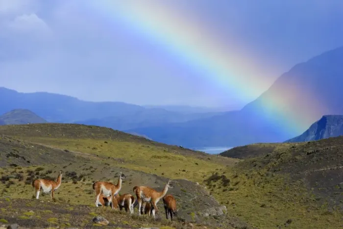 Framed Print : Guanaco - herd grazing on grassy slopes under a rainbow in front of Cuernos del Paine massif - Torres del Paine National Park - Patagonia - Chile - South America
