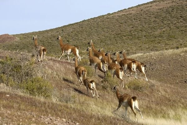 Guanaco - herd running South America. Photographed on the coast of Patagonia in Cabo dos Bahias Provincial Reserve, Province of Chubut, Argentina