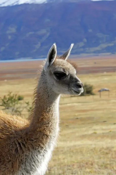 Framed Print : Guanaco. Magallanes Peninsula - Patagonia - Argentina Framed Print : Guanaco. Magallanes Peninsula - Patagonia - Argentina