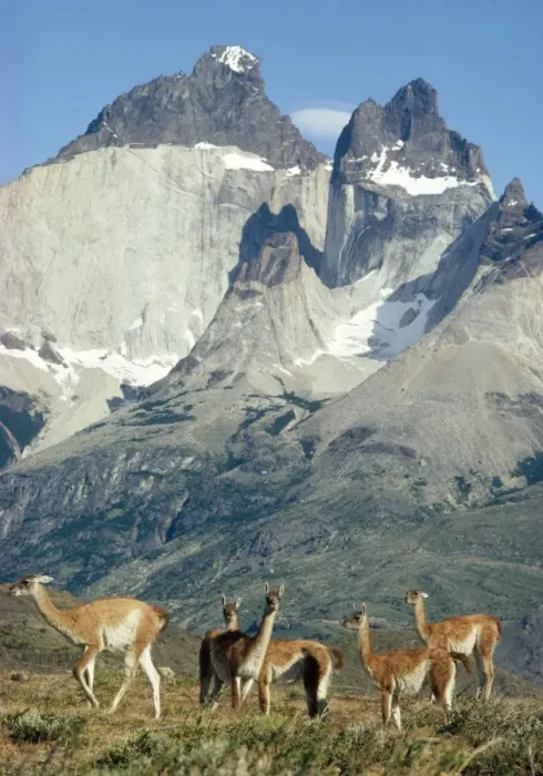 Framed Print : Guanaco Paine National Park, Chile Framed Print : Guanaco Paine National Park, Chile