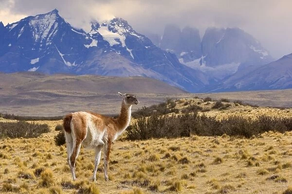 Guanaco - single adult standing in front of Torres del Paine massif - the peaks are partially obscured by thick clouds - Torres del Paine National Park - Patagonia - Chile - South America