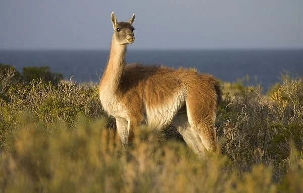 Guanaco South America. Photographed on the coast of Patagonia in Cabo dos Bahias Provincial Reserve, Province of Chubut, Argentina