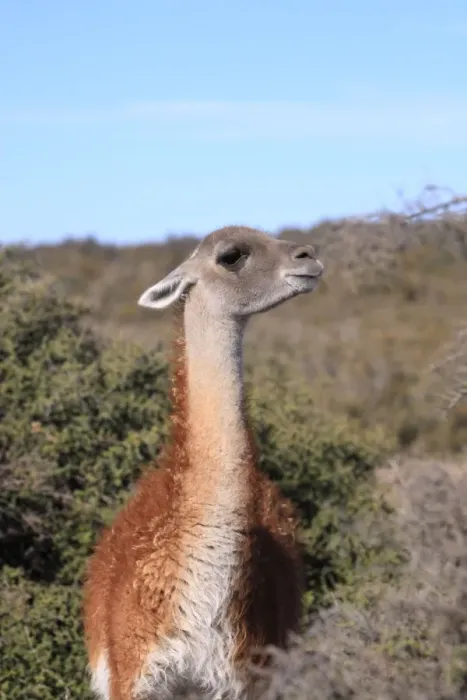 Framed Print : Guanaco. Valdes peninsula - Argentina