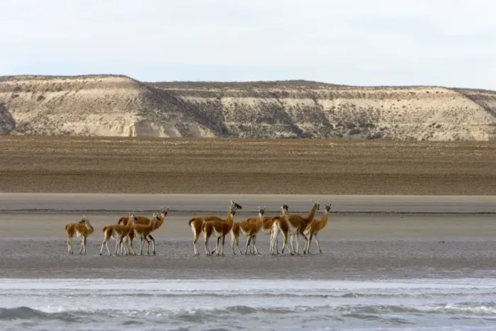 Framed Print : Guanacos on a beach - Photographed from a boat while on a Southern Right whale / whale watching excursion Argentina, Province Chubut, Patagonia. Valdes Peninsula Framed Print : Guanacos on a beach - Photographed from a boat while on a Southern Right whale / whale watching excursion Argentina, Province Chubut, Patagonia. Valdes Peninsula
