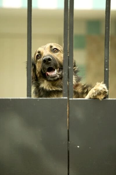 Guard Dog Behind bars
