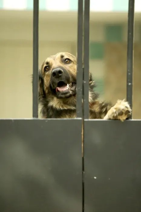 Framed Print : Guard Dog Behind bars Framed Print : Guard Dog Behind bars