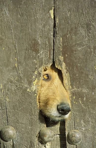 Guard dog - Spain - A hole in a wooden door of a farmhouse in the Alpujarras region is used by the housedogs as a look-out. Province of Granada, Andalucia, Spain