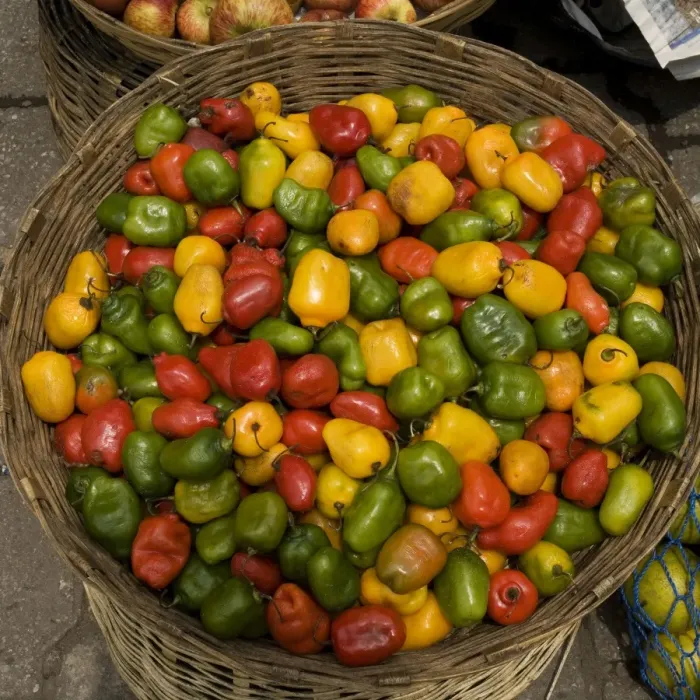 Framed Print : Guatemala - basket of peppers at market Framed Print : Guatemala - basket of peppers at market