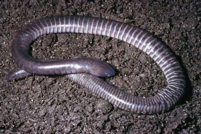 Framed Print : Guatemalan Caecilian Guatemala to Mexico Framed Print : Guatemalan Caecilian Guatemala to Mexico