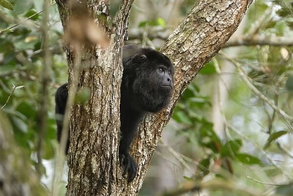 Guatemalan Howler Monkey Belize