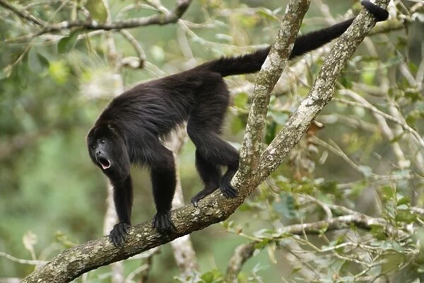 Guatemalan Howler Monkey, calling Belize