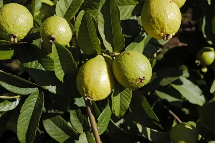 Framed Print : Guava - fruit. Lusaka - Zambia Framed Print : Guava - fruit. Lusaka - Zambia
