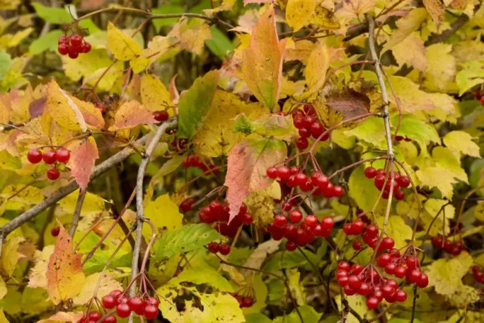 Framed Print : Guelder Rose Viburnum opulus in fruit, Gurghiulu mountains, autumn, Romania Framed Print : Guelder Rose Viburnum opulus in fruit, Gurghiulu mountains, autumn, Romania