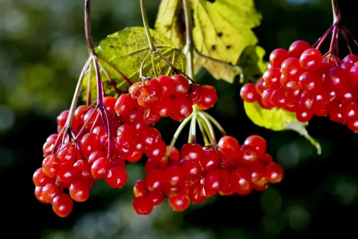 Framed Print : Guelder rose / Water Elder / Cramp Bark / Snowball Tree - berries Framed Print : Guelder rose / Water Elder / Cramp Bark / Snowball Tree - berries