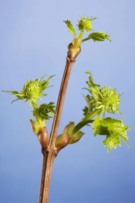 Framed Print : Guelder Rose of Water Elder of Cramp Bark of Snowbell Tree Framed Print : Guelder Rose of Water Elder of Cramp Bark of Snowbell Tree