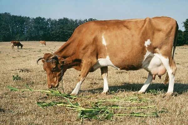 Guernsey Cow - in field eating supplementary food - maize. Sark, Channel Island