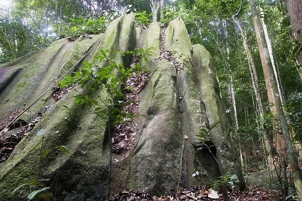 Guianan Cock-of-the-rock habitat. Granite rocks Central Suriname Nature Reserve