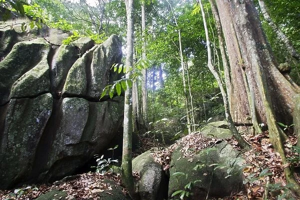 Guianan Cock-of-the-rock habitat. Granite rocks Central Suriname Nature Reserve
