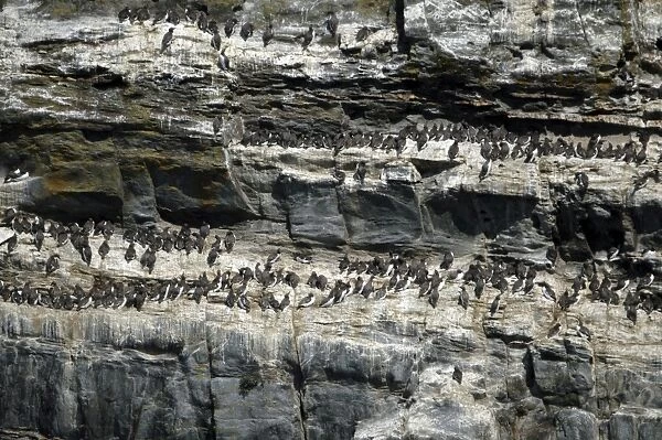 Guillemot colony, South Stack, Anglesey