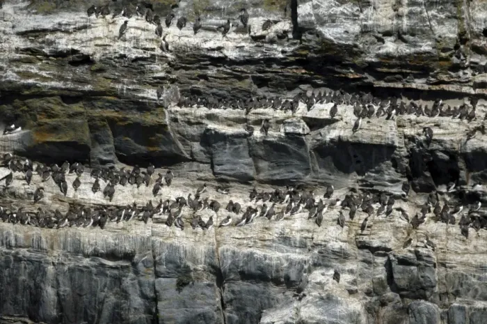 Framed Print : Guillemot colony, South Stack, Anglesey Framed Print : Guillemot colony, South Stack, Anglesey