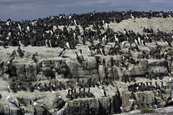 Framed Print : Guillemot-nesting colony, Farne Isles, Northumberland UK Framed Print : Guillemot-nesting colony, Farne Isles, Northumberland UK