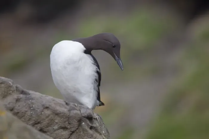Framed Print : Guillemot - Scotland - UK Framed Print : Guillemot - Scotland - UK