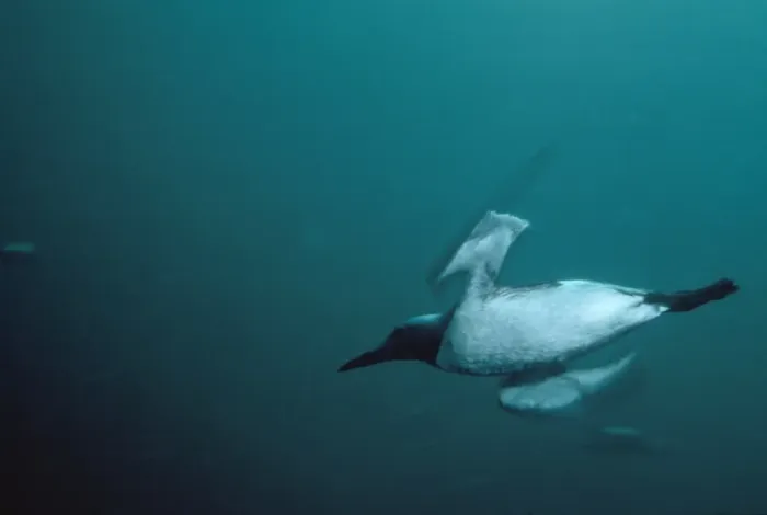Framed Print : Guillemot - underwater