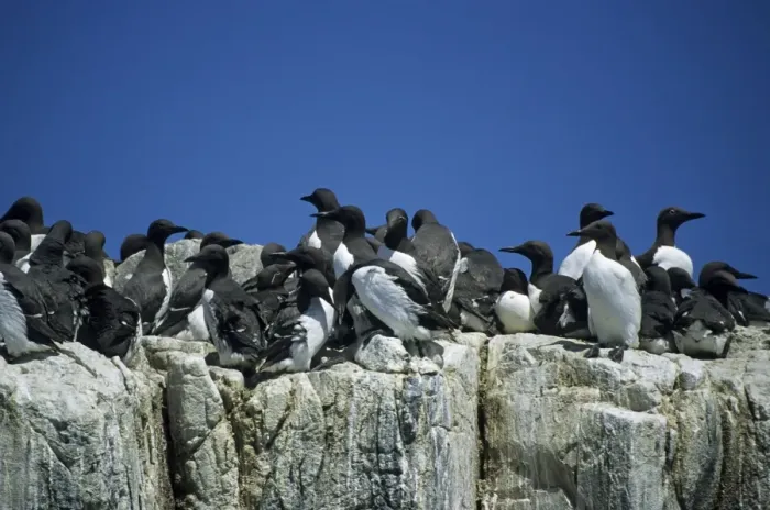 Framed Print : Guillemots - On Cliff Edge Farne Islands, Northumberland, UK BI008591 Framed Print : Guillemots - On Cliff Edge Farne Islands, Northumberland, UK BI008591