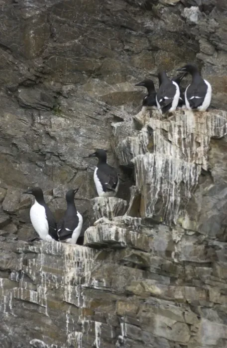 Framed Print : Guillemots On cliff edge Spitzbergen Framed Print : Guillemots On cliff edge Spitzbergen