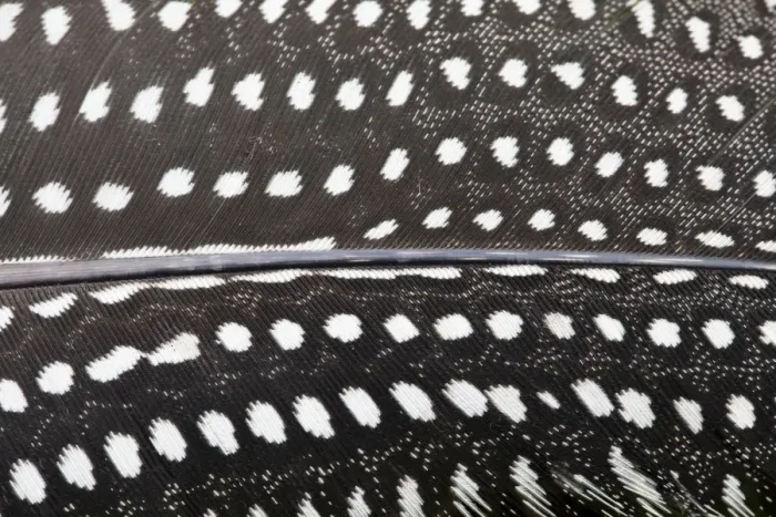 Framed Print : Guinea Fowl - close-up of feather - Wiltshire - England - UK Framed Print : Guinea Fowl - close-up of feather - Wiltshire - England - UK