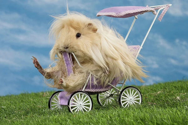 Guinea Pig in pram  /  buggy