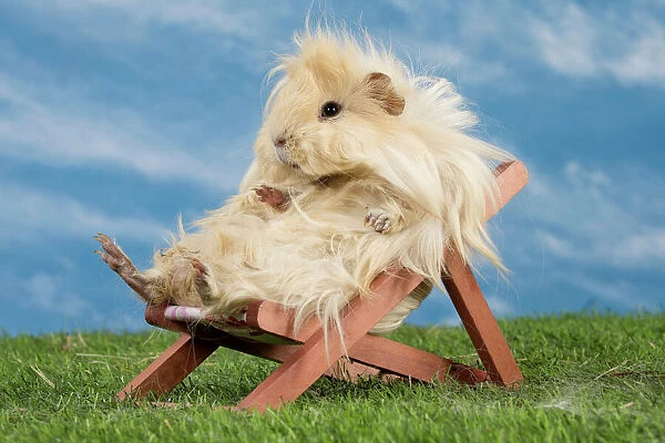 Guinea Pig sitting on deck chair