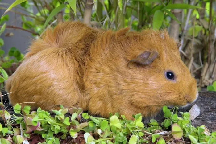 Framed Print : Guinea Pig Framed Print : Guinea Pig
