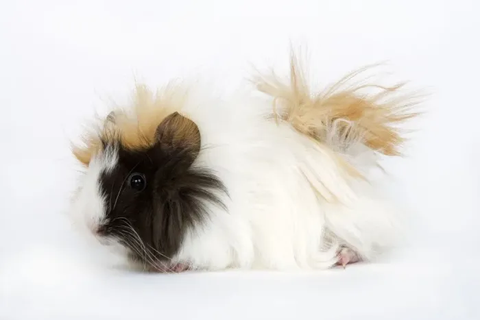Framed Print : Guinea Pig Framed Print : Guinea Pig
